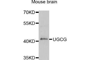 Western blot analysis of extracts of mouse brain, using μgCG antibody (ABIN3213824) at 1/1000 dilution. (UGCG antibody)