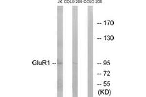 Western blot analysis of extracts from COLO/Jurkat cells, using GluR1 (Ab-849) Antibody. (Glutamate Receptor 1 antibody  (AA 816-865))