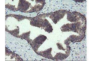 Image no. 1 for anti-TSC22 Domain Family, Member 1 (TSC22D1) antibody (ABIN1501535) (TSC22D1 antibody)