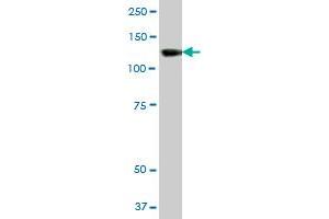 SMARCA5 antibody  (AA 1-1052)