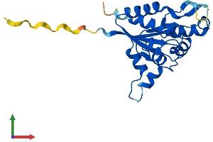 Protein Structure (PS) image for phosphopantothenoylcysteine Decarboxylase (PPCDC) (AA 1-204) protein (His tag) (ABIN7546602)