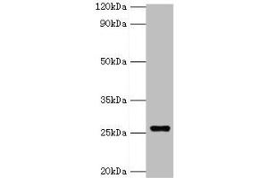 Western blot All lanes: GSTA4 antibody at 8 μg/mL + 293T whole cell lysate Secondary Goat polyclonal to rabbit IgG at 1/10000 dilution Predicted band size: 26, 15 kDa Observed band size: 26 kDa (GSTA4 antibody  (AA 93-222))
