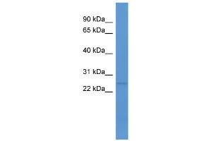 WB Suggested Anti-C1ql1 Antibody Titration: 0.