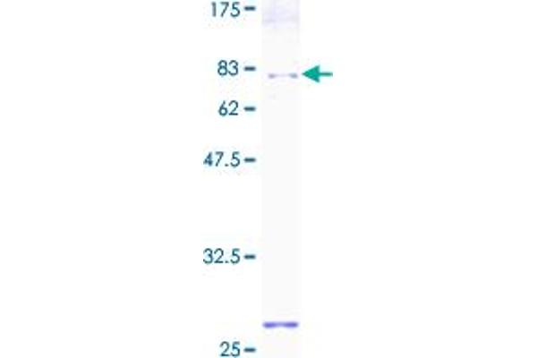 PDIA6 Protein (AA 1-440) (GST tag)