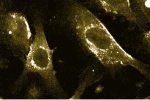 Immunofluorescence with the mouse anti- caveolin 1 antibody on human endothelial cells. (Caveolin-1 antibody  (AA 1-178))