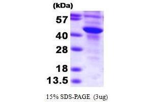 SULT2B1 Protein (AA 1-365) (His tag)