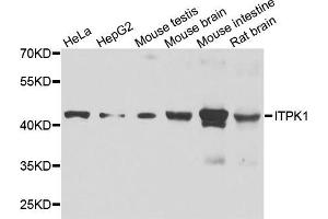 Western blot analysis of extracts of various cell lines, using ITPK1 antibody. (ITPK1 antibody)