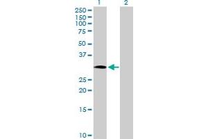 NOSIP antibody  (AA 1-301)