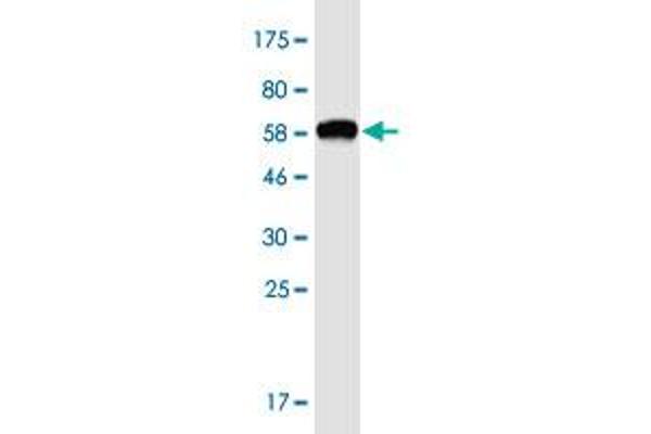 OTUD6B antibody  (AA 1-293)