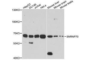 Western blot analysis of extracts of various cell lines, using SNRNP70 antibody. (SNRNP70 antibody  (AA 150-250))