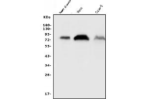 Western blot analysis of CD55 using anti-CD55 antibody (ABIN3043393). (CD55 antibody  (AA 35-347))