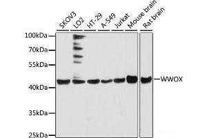 Western blot analysis of extracts of various cell lines using WWOX Polyclonal Antibody at dilution of 1:3000. (WWOX antibody)