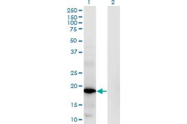 RNASEH2C antibody  (AA 1-164)