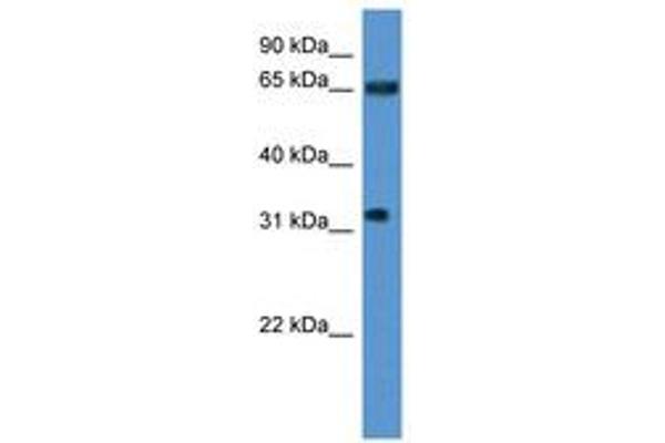 SRRM4 Antikörper  (AA 270-319)