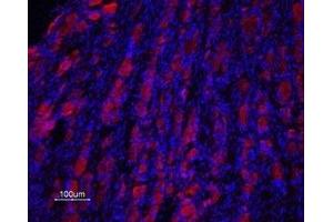 Expression of Prokineticin receptor 2 in rat DRG - Immunohistochemical staining of rat dorsal root ganglion (DRG) frozen sections using Anti-Prokineticin Receptor 2 (extracellular) Antibody (ABIN7043561 and ABIN7045111), (1:100), followed by goat anti-rabbit-AlexaFluor-594 secondary antibody (red). (Prokineticin Receptor 2 antibody  (Extracellular, N-Term))