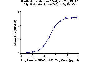 Immobilized Biotinylated Human CD40, His Tag at 1 μg/mL (100 μL/Well) on the plate. (CD40 Protein (CD40) (AA 21-193) (His-Avi Tag,Biotin))
