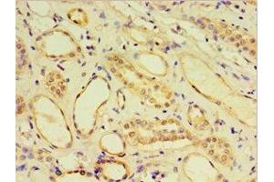Immunohistochemistry of paraffin-embedded human kidney tissue using ABIN7148439 at dilution of 1:100