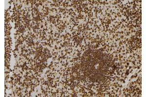 ABIN6273546 at 1/100 staining Rat spleen tissue by IHC-P. (ZNF497 antibody)