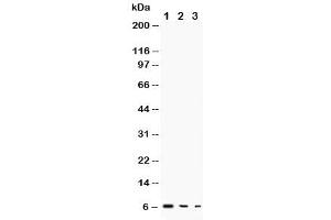 Western blot testing of TGF alpha antibody and Lane 1:  recombinant human protein 10ng (TGFA antibody  (AA 73-89))