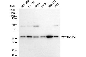 Western blotting analysis using DDAH2 antibody (ABIN7798343).