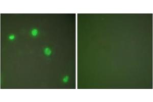 Immunofluorescence analysis of COS7 cells, using Ku70 antibody (ABIN5976448). (XRCC6 antibody  (C-Term))