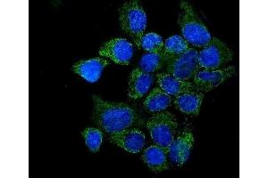 anti-Interleukin 37 (IL37) (AA 46-218) antibody