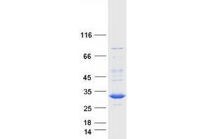 Validation with Western Blot (DCK Protein (Myc-DYKDDDDK Tag))