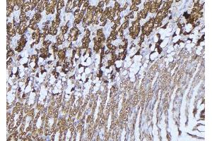 ABIN6277532 at 1/100 staining Human gastric tissue by IHC-P.