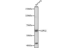 Western blot analysis of extracts of Rat lung, using USP22 Rabbit mAb (ABIN7271150) at 1:1000 dilution. (USP22 antibody)