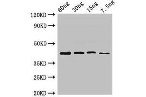 Western Blot Positive WB detected in Recombinant protein All lanes: ugl antibody at 2. (Ugl (AA 1-377) antibody)