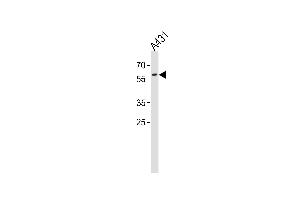 X3 Antibody (N-term) (ABIN389492 and ABIN2839548) western blot analysis in A431 cell line lysates (35 μg/lane). (Paired Box 3 antibody  (N-Term))