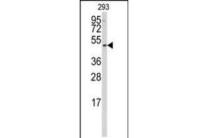 Western blot analysis of anti-SSB Antibody in 293 cell line lysates (35ug/lane) (SSB antibody  (N-Term))