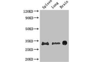 Western Blot Positive WB detected in: Mouse spleen tissue, Mouse lung tissue, Mouse brain tissue All lanes: PITX3 antibody at 2.