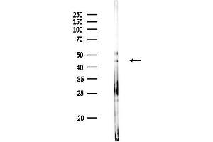 anti-Potassium Channel, Subfamily K, Member 9 (KCNK9) (N-Term) antibody