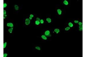Immunofluorescence (IF) image for anti-Homeobox C11 (HOXC11) antibody (ABIN1498708) (HOXC11 antibody)