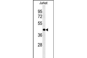 Western blot analysis of ATF1 Antibody (C-term) (ABIN651055 and ABIN2840051) in Jurkat cell line lysates (35 μg/lane). (AFT1 antibody  (C-Term))