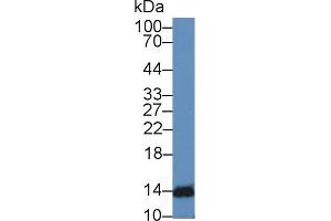 Western Blot; Sample: Mouse Lymphocyte lysate; Primary Ab: 2µg/mL Rabbit Anti-Human IFNa4 Antibody Second Ab: 0. (IFNA4 antibody  (AA 10-163))