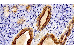 Detection of CK7 in Rat Parotid Gland Tissue using Polyclonal Antibody to Cytokeratin 7 (CK7)