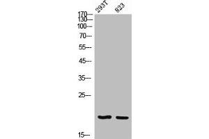 Epigen antibody  (Internal Region)