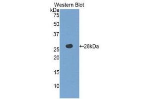 Western Blotting (WB) image for anti-Mercaptopyruvate Sulfurtransferase (MPST) (AA 68-278) antibody (ABIN1859876) (MPST antibody  (AA 68-278))