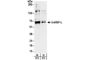 Western Blotting (WB) image for anti-Heterogeneous Nuclear Ribonucleoprotein L (HNRNPL) (AA 350-400) antibody (ABIN7795591)