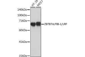 Western blot analysis of extracts of various cell lines, using ZBTB7A/FBI-1/LRF Rabbit mAb (ABIN7271439) at 1:1000 dilution. (ZBTB7A antibody)