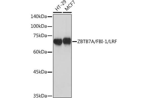 ZBTB7A antibody