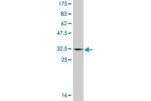 MT3 antibody  (AA 1-68)