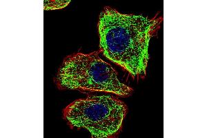 Fluorescent confocal image of  cell stained with DMRTA2 Antibody (C-term) (ABIN1881263 and ABIN2838900). (DMRTA2 antibody  (C-Term))