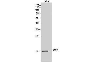 Western Blotting (WB) image for anti-Nuclear Transport Factor 2 (NUTF2) (Internal Region) antibody (ABIN3185968)
