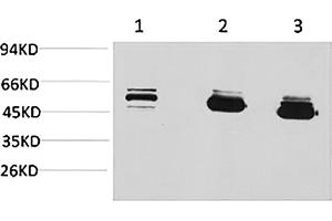 Western blot analysis of 1) MCF7, 2) mouse brain tissue, 3) rat brain tissue using MICU1 Monoclonal Antibody. (MICU1 antibody)