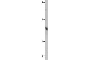 Western Blotting (WB) image for anti-Growth Factor, Augmenter of Liver Regeneration (GFER) antibody (ABIN2427733)
