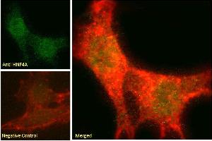 ABIN6391399 Immunofluorescence analysis of paraformaldehyde fixed NIH3T3 cells, permeabilized with 0. (HNF4A antibody  (Internal Region))