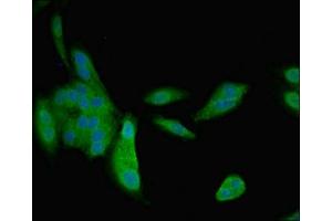 Immunofluorescent analysis of Hela cells using ABIN7161056 at dilution of 1:100 and Alexa Fluor 488-congugated AffiniPure Goat Anti-Rabbit IgG(H+L)